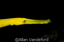 Trumpetfish - Yellow Variation / Taken near Rob's Reef, K... by Allan Vandeford 